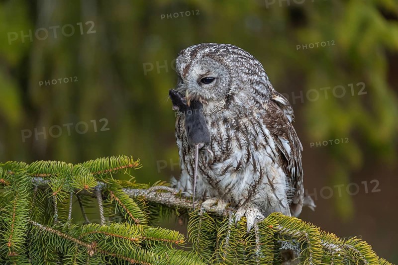 One tawny owl or brown owl (Strix aluco) sitting on a branch of a spruce tree, feeding on a mouse