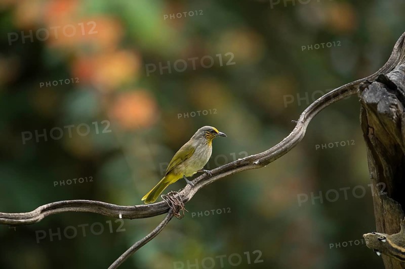 Striped-throated bulbul (Pycnonotus finlaysoni), Phetchaburi, Kaeng Krachan National Park, Thailand