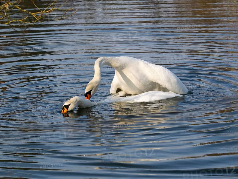 Mute Swans (Cygnus olor), a pair on a lake mating, Hesse, Germany