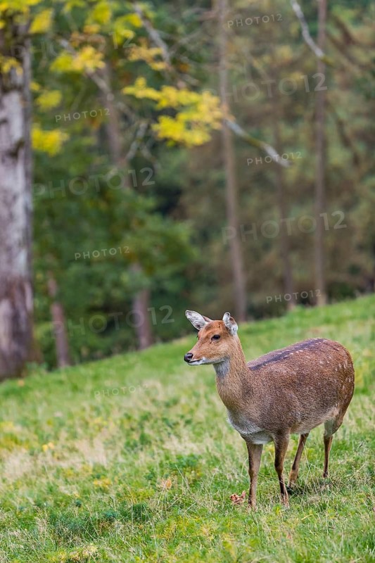 One female Manchurian sika deer or Dybowski's sika deer (Cervus nippon mantchuricus or Cervus nippon dybowskii) standing on a meadow on hilly ground