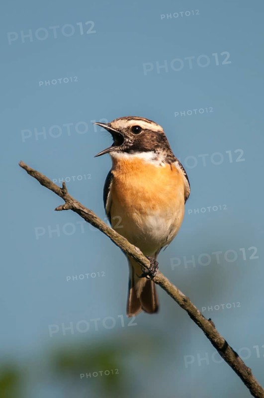 Brandenburg, Braunkehlchen, Germany, Nabu, national natural heritage, Grünhaus natural paradise, saxicola rubetra, whinchat, post-mining landscape, birds, song, green house, high size, portrait format, passeri, singing, songbirds, birds