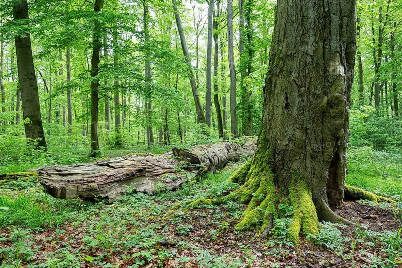 Near-natural deciduous forest, copper beech (Fagus sylvatica) deadwood, Hainich National Park, Thuringia, Germany