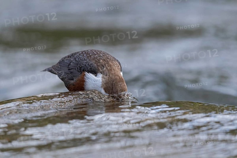 White-throated Dipper (Cinclus cinclus), Baden-Wuerttemberg, Germany