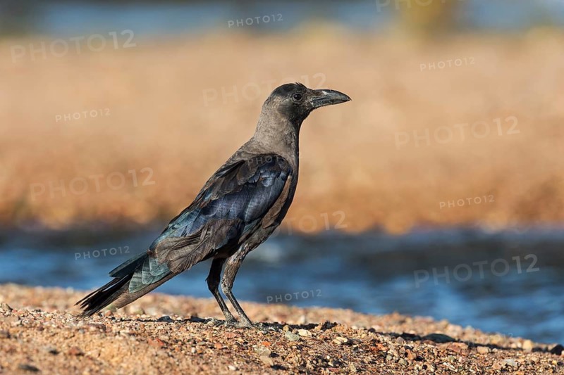 House Crow (Corvus splendens) on ground, Eilat, Israel