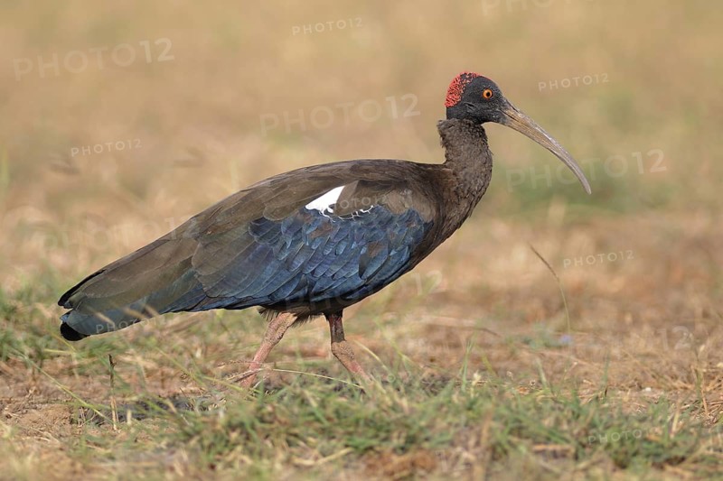 Red-naped Ibis (Pseudibis papillosa), India