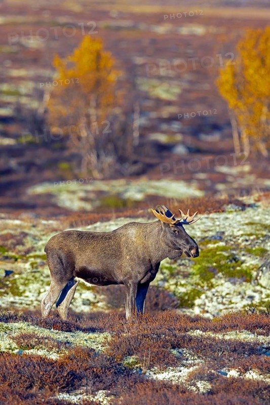 Moose, elk (Alces alces), adult bull, male foraging on the tundra in autumn, fall, Sweden, Scandinavia