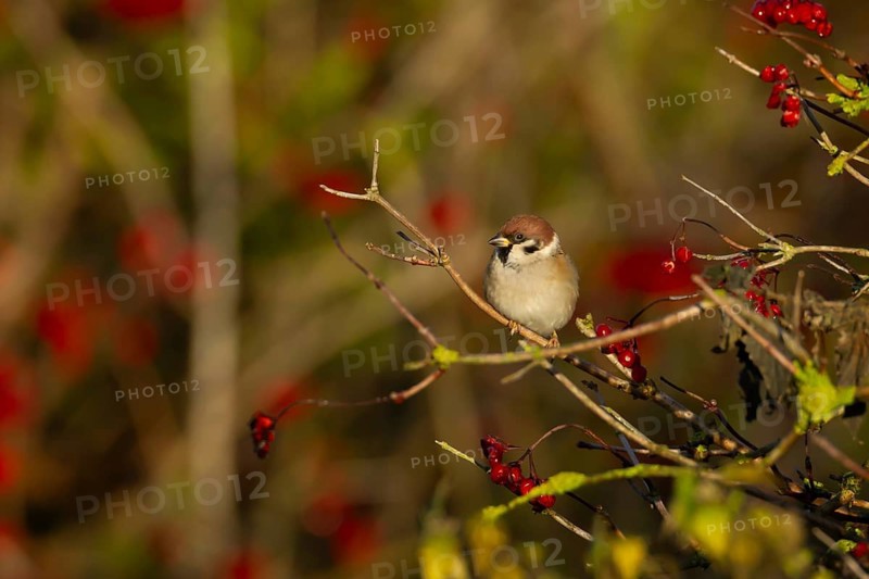 Tree sparrow (Passer montanus) adult bird in a hedgerow in winter, England, United Kingdom