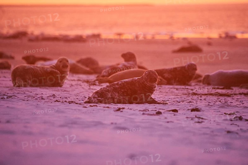 Grey seal (Halichoerus grypus) lying on the beach at sunset, Düne, Helgoland, Schleswig-Holstein, Germany