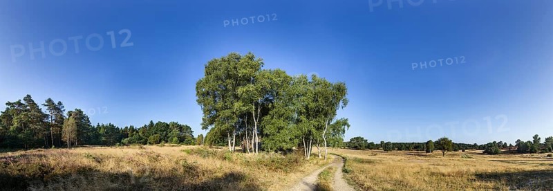 Landscape in the Lüneburg Heath with birch trees (Betula pendula) near Soltau, Heidekreis, Lüneburg Heath, Lower Saxony, Germany