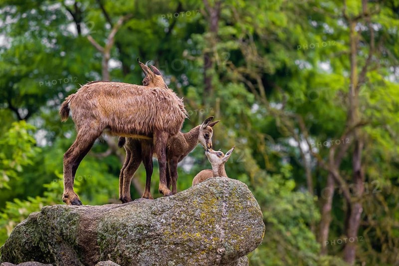 An adult female chamois (Rupicapra rupicapra) with her two cubs is standing on a rock. In the background is a green forest