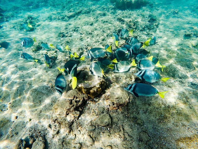 Razor surgeonfish (Prionurus laticlavius), underwater, Galapagos, Ecuador
