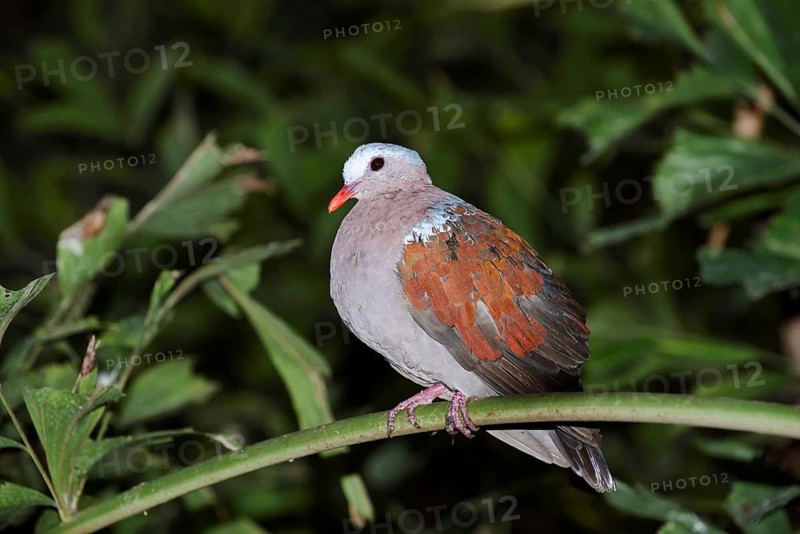 Grey-capped glossy pigeon or green-winged pigeon (Chalcophaps indica) sits on a branch, captive, occurring in Asia and Australia