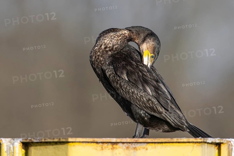 Great cormorant (Phalacrocorax carbo), preening itself, Emsland, Lower Saxony, Germany