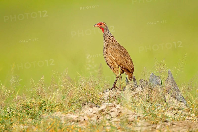 Red-necked Francolin, Pternistis afer, bird in the nature habitat, Okavango, delta, Botswana, Africa. Evening light with bird sitting on the tree trunk