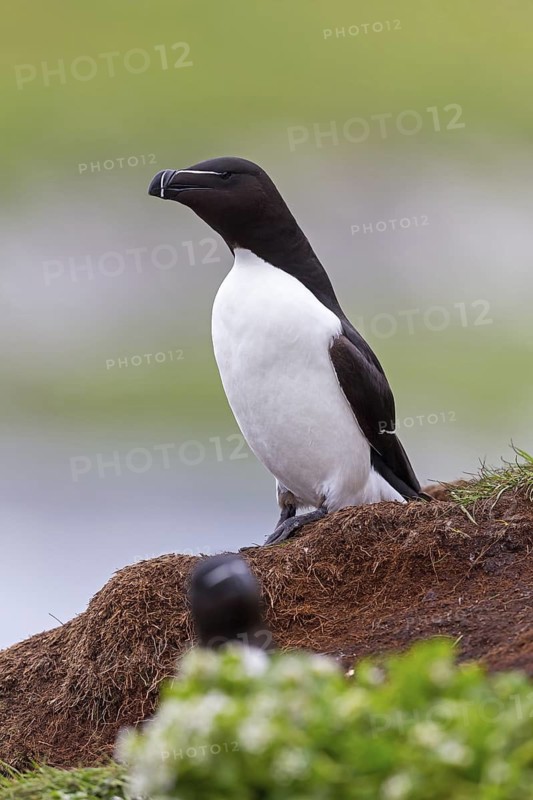 Razorbill, (Alca torda), animals, birds, alcid family, standing on the cliff edge, Varanger Hornoya, Finnmark, Norway