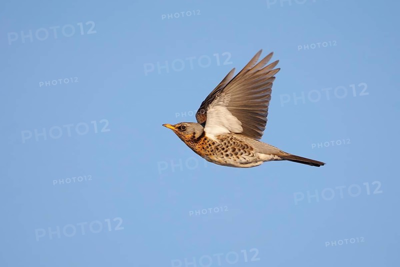 Fieldfare (Turdus pilaris) flying, Wales, United Kingdom