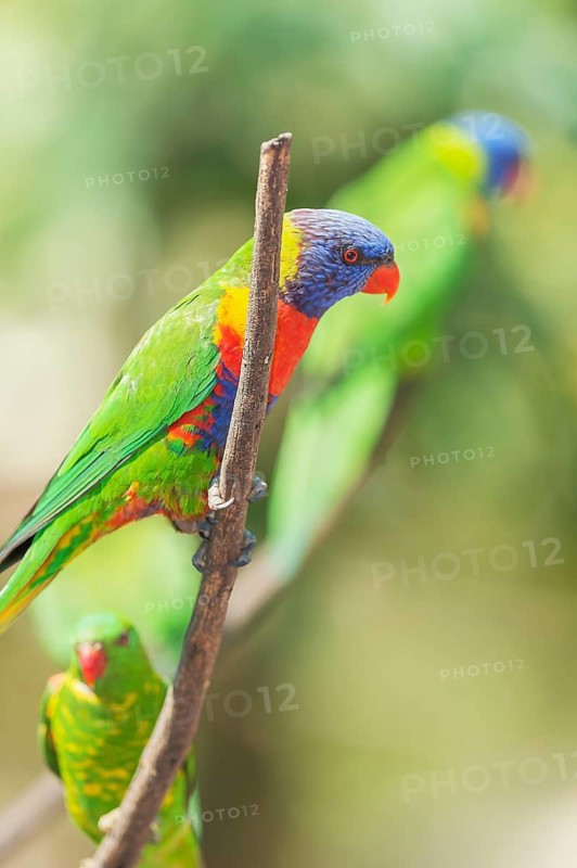 Rainbow Lorikeets (Trichoglossus haematodus), Lone Pine Koala Sanctuary, Brisbane, Queensland, Australia