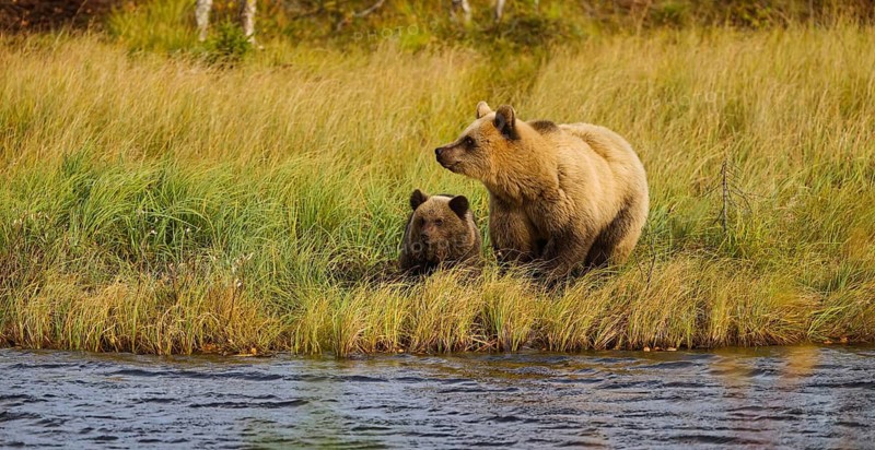 Female bear with cub (Ursus arctos), strikingly light-coloured fur, in tall grass by the water, autumn mood, cropped image, Northern Finland, Finland
