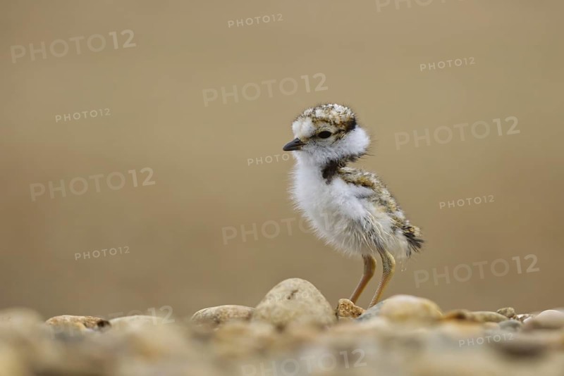 Little Ringed Plover (Charadrius dubius) chick, North Rhine-Westphalia, Germany