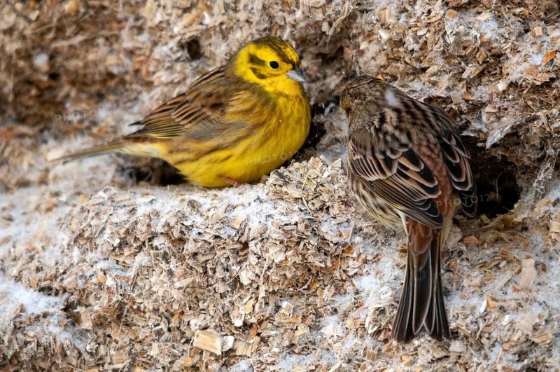 Emberiza citrinella, goldammer, yellowhammer, birds, female, male, passeri, songbirds, songbirds, birds, female, winter