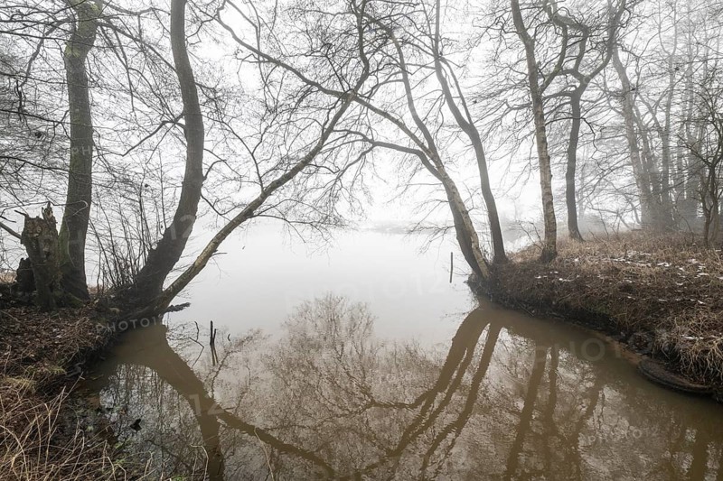 Pond landscape with black alder (Alnus glutinosa) in the fog, Emsland, Lower Saxony, Germany