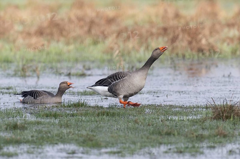 Greylag geese (Anser anser), Lower Saxony, Germany