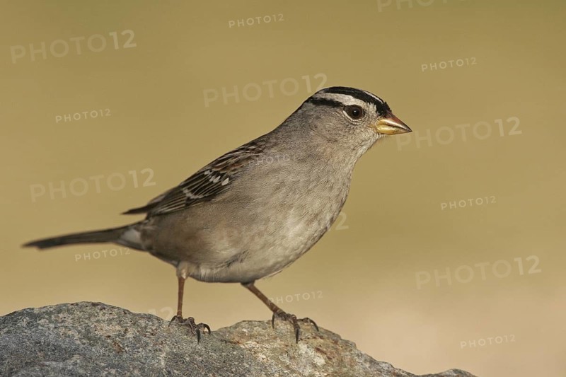 White-crowned Sparrow (Zonotrichia leucophrys), Arizona, USA