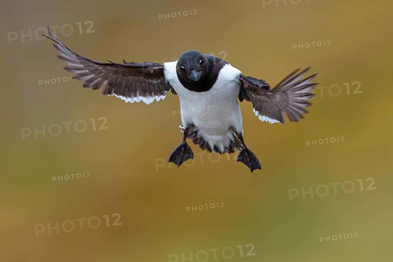 Little grebe, Plautus alle, Dovekie, Little Auk, (Mergule nain), Mérgulo atlántico, flight photo, juvenile, Longyearbyen, Svalbard / Spitsbergen, Norway