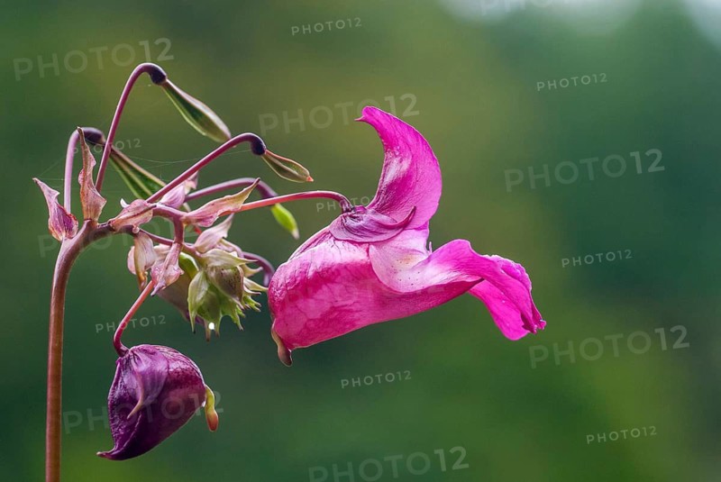 Balsaminaceae, glandular springwort, Himalayan balsamines, impatiens glandulifera, Indian springwort, red springwort, springwort, bobby tops, copper tops, flora, plants, plants, policeman's helmet, springwort