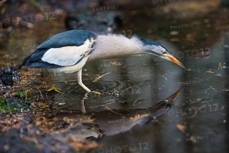 Little Bittern (Ixobrychus minutus), male adult bird, searching for prey in water, native to Europe, captive, Germany