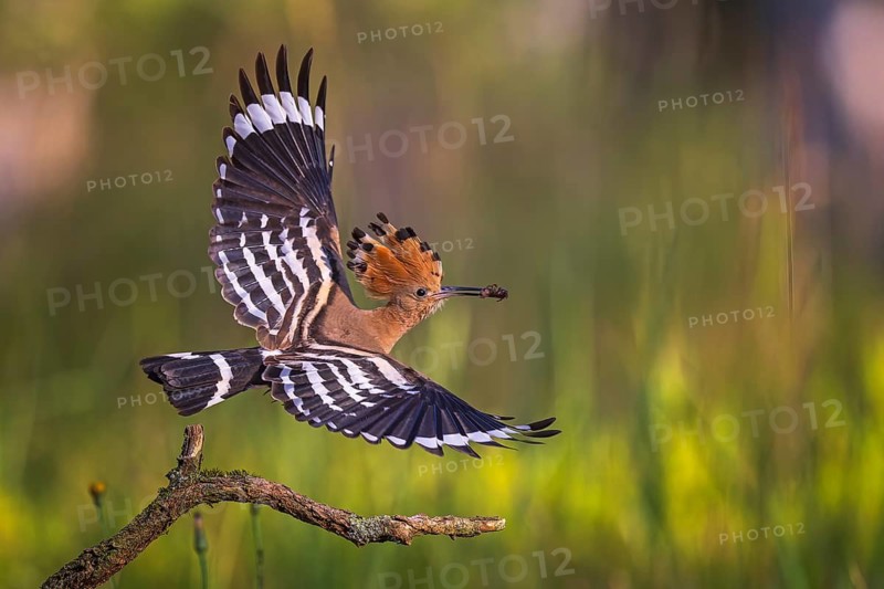Eurasian Hoopoe (Upupa epops) with food in beak, Saxony-Anhalt, Germany