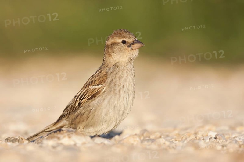 Spanish Sparrow - Weidensperling - Passer hispaniolensis ssp. hispaniolensis, adult female, Croatia
