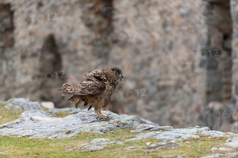 One Eurasian Eagle Owl, Bubo bubo, standing on the ground inside a ruin of a monastery. The walls in the background