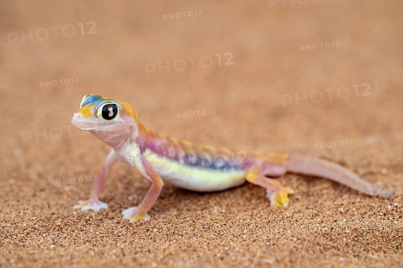 Palmato gecko (Pachydactylus rangei), Namib Desert, Namibia