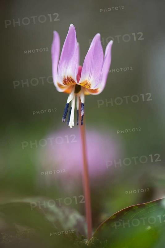 Dog's Fawn Lily (Erythronium dens-canis), Emsland, Lower Saxony, Germany