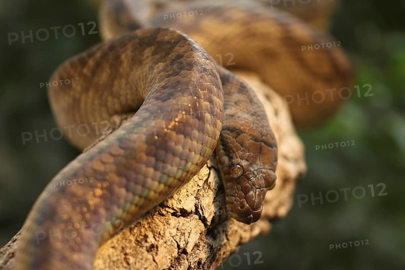 Amethyst python (Morelia amethistina) rolled on a branch, captive