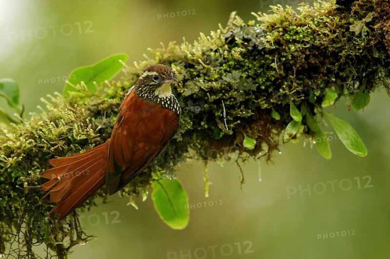 Pearled Treerunner (Margarornis squamiger) perched on a branch in the South of Ecuador