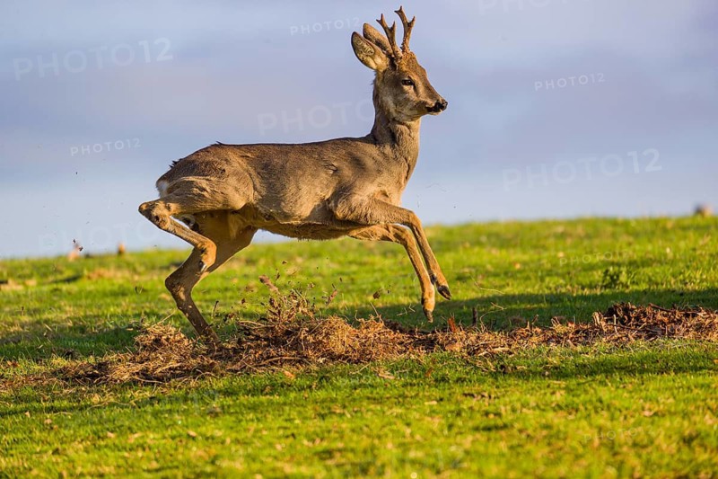 Youthful cockiness. A roebuck (Capreolus capreolus) jumps happily over a meadow