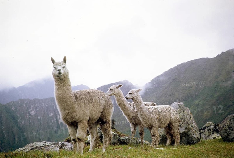 Alpacas at Machu Picchu, Peru, South America around 1962