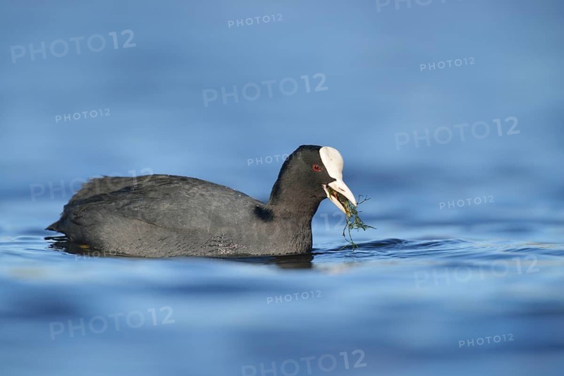 Eurasian Coot (Fulica atra), North Rhine-Westphalia, Germany