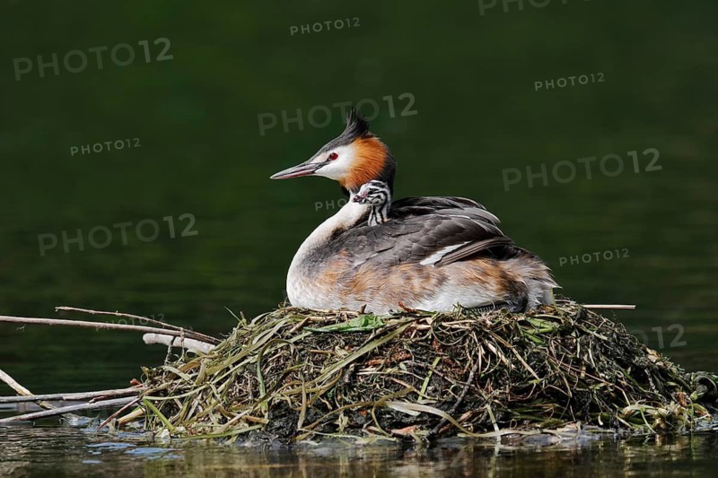 Great Crested Grebe (Podiceps scalloped ribbonfish) with chicks on the nest, North Rhine-Westphalia, Germany