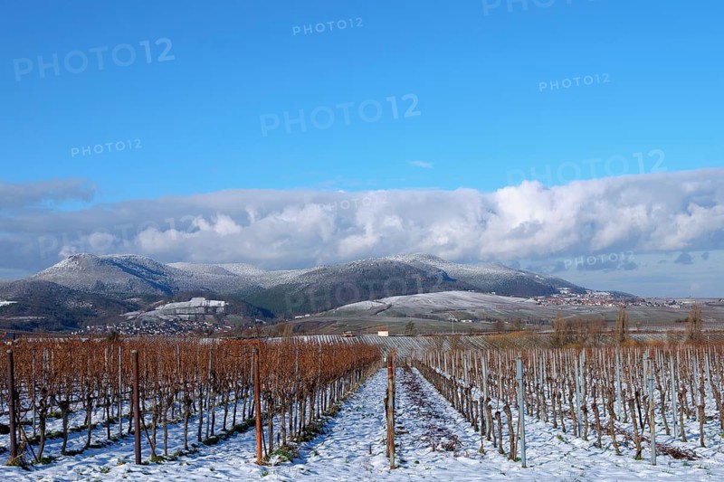 Snow-covered vineyard in winter against a mountainous backdrop with blue sky, Southern Palatinate, Palatinate, Rhineland-Palatinate, Germany