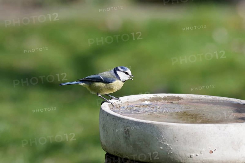 Blue tit (Cyanistes caeruleus), bird bath, water, thirst, A blue tit is happy about the watering hole in the garden