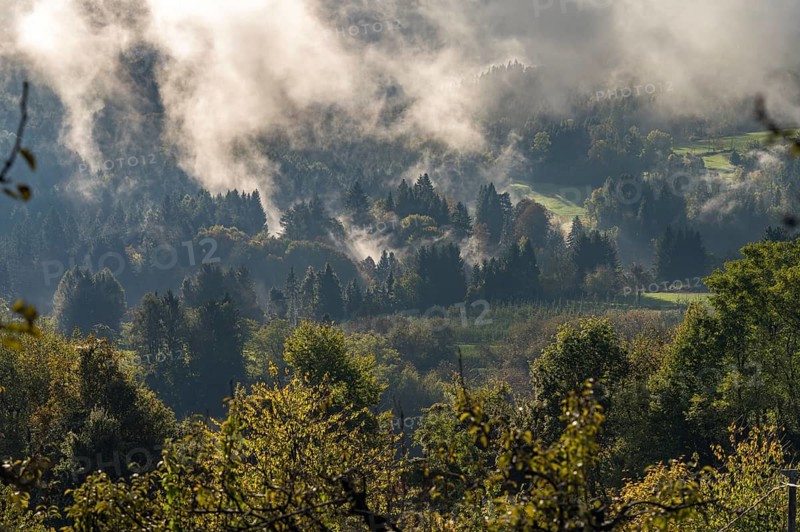 Morning mist in the Valsugana forest, Trentino, Italy