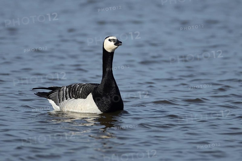 Barnacle goose (Branta leucopsis) adult bird calling on a lagoon, RSPB Minsmere nature reserve, Suffolk, England, United Kingdom