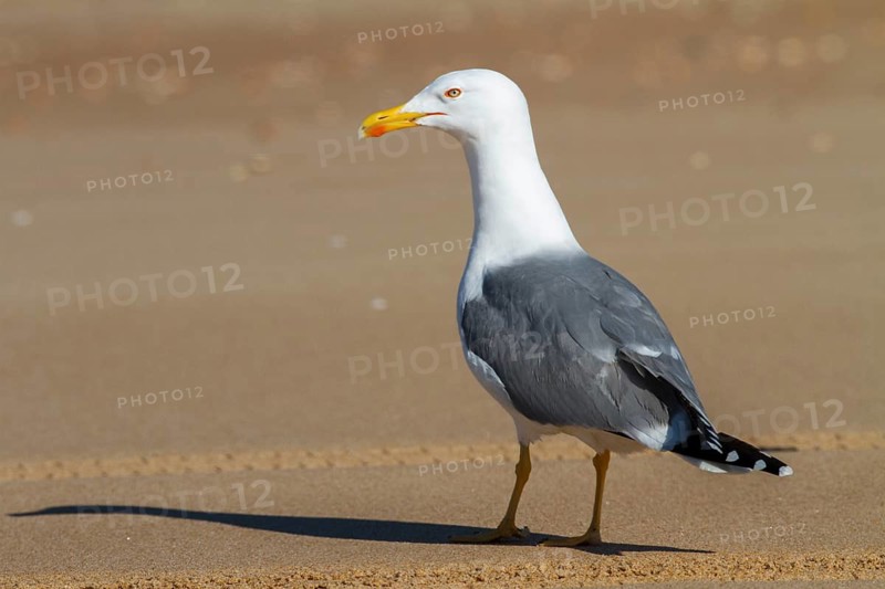 Yellow-legged Gull (Larus michahellis), Andalusia, Spain