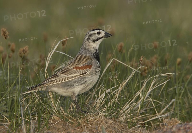 McCown's Longspur (Rhynchophanes mccownii), Colorado, USA