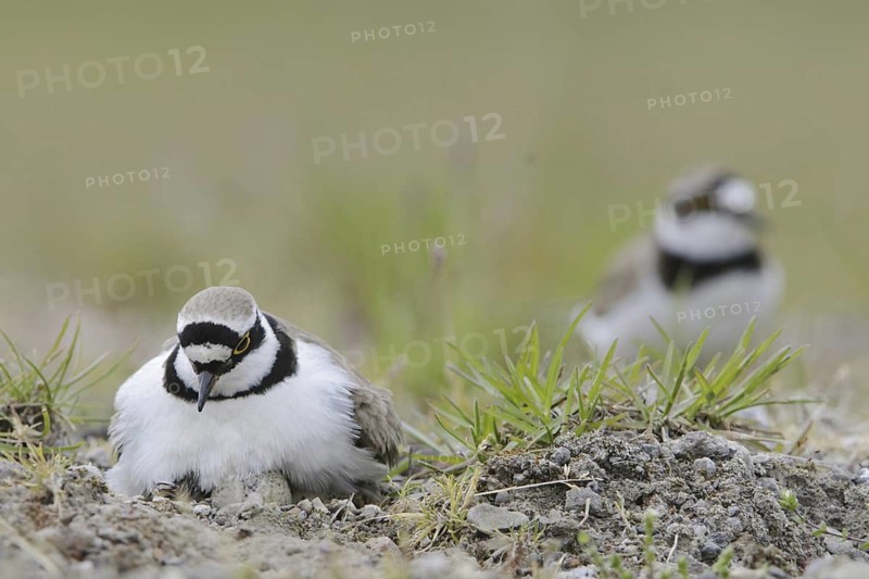 Little Ringed Plover (Charadrius dubius) nest, North Rhine-Westphalia, Germany