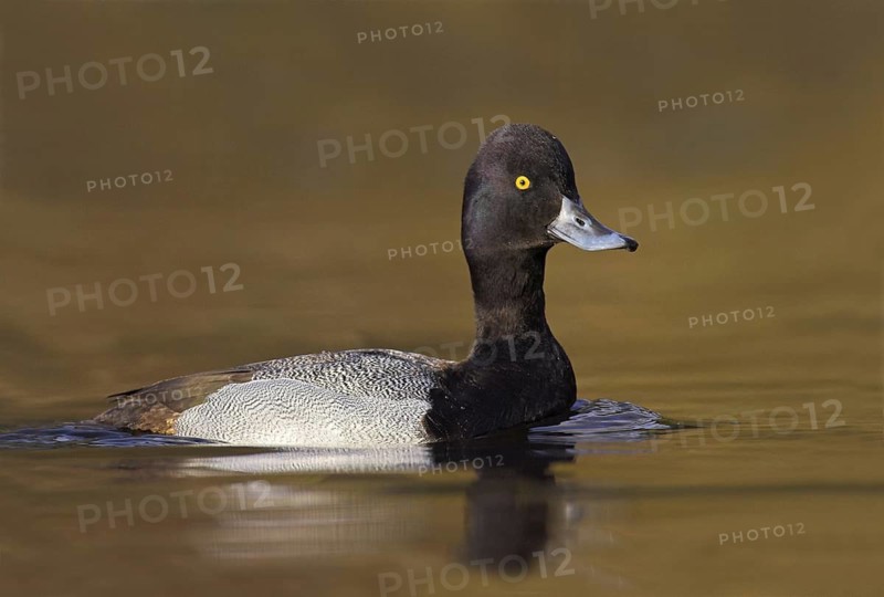 Lesser Scaup (Aythya affinis) male, British Columbia, Canada