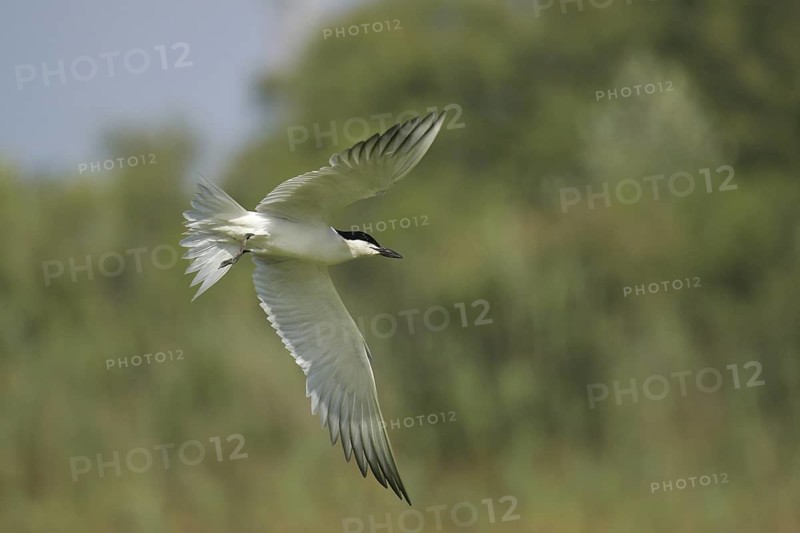Gull-billed Tern (Gelochelidon nilotica) flying, Valencia, Spain